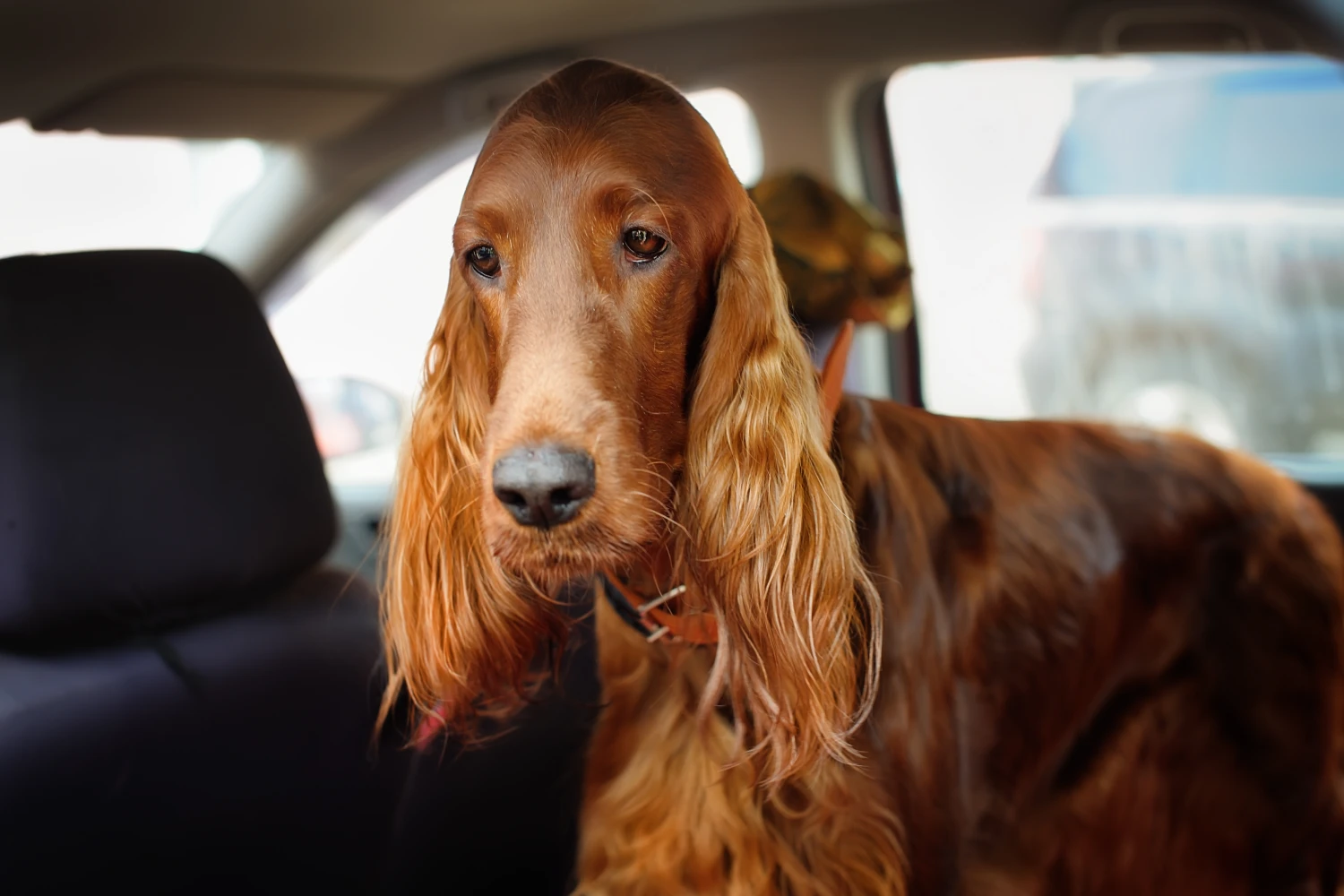 Hyundai Sonata Dog Safety Belt for Irish Setters